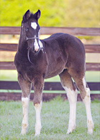 2012 double homozygous filly for sale