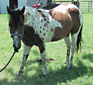 texaspaints.com