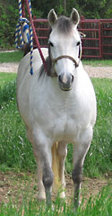 reining horse for sale