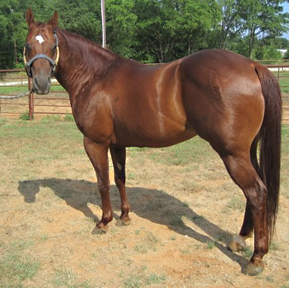 cutting horse for sale
