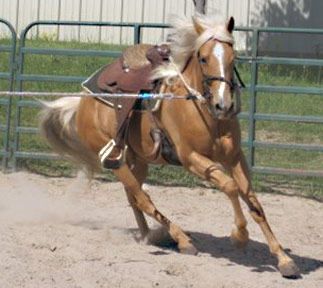 palomino bred mare