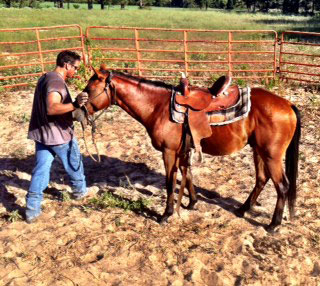 cutting mare for sale