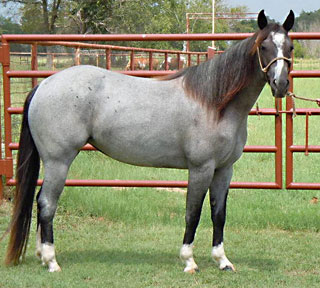 cutting mare for sale