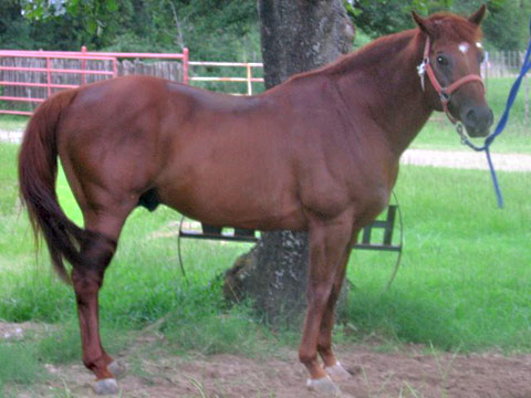 aqha stallion for sale