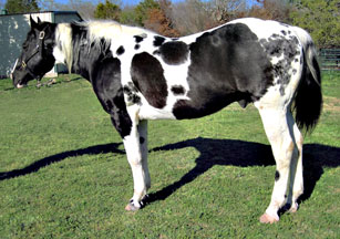 spur and turn