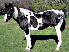 spur and turn